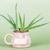 Aloe Vera Plant, Aloe Vera Small Live Plant, Succulent Houseplants 4 Inches Pot for Growing