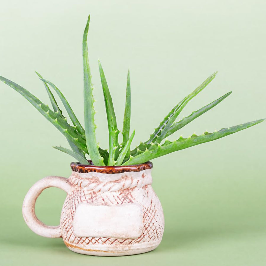 Aloe Vera Plant, Aloe Vera Small Live Plant, Succulent Houseplants 4 Inches Pot for Growing