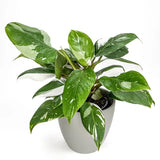 2 White Philodendron Live Plant 5-9" Tall, Rare Tropical Indoor Houseplant Home Garden