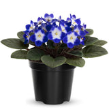 Colorful African Violets Live Plant in 4" Pot, Starter African Violet Flower for Indoor Outdoor Home Décor