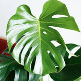 Monstera Plant Live, Rare Tropical Monstera Well Rooted, Live Philodendron Indoor Houseplant 4-8 Inches Ready to Grow (Deliciosa Monstera)
