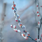 2 Pussy Willow Bare Root 6-12 Inches, Rare Flowering Shrub for Planting, Live Willow Plants for Garden Borders, Landscape or Yard Growing