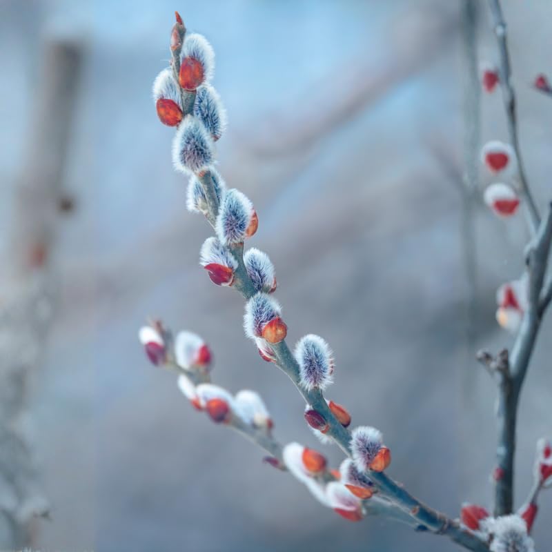 2 Pussy Willow Bare Root 6-12 Inches, Rare Flowering Shrub for Planting, Live Willow Plants for Garden Borders, Landscape or Yard Growing