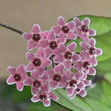 Hoya Carnosa Plant, Live Hoya Carnosa Plants, 4-6 Inch for Ornament Indoor Outdoor