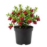 Cranberry Plant, Cranberry Seedling for Planting, 2-5 Inc Tall, Sweet Berries for Outdoor Garden, Container Growing