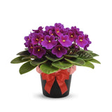 Purple African Violets Live Plants House Plants in 4" Pot, Vibrant Blooms for Indoor Décor, Home or Office, Easy to Grow