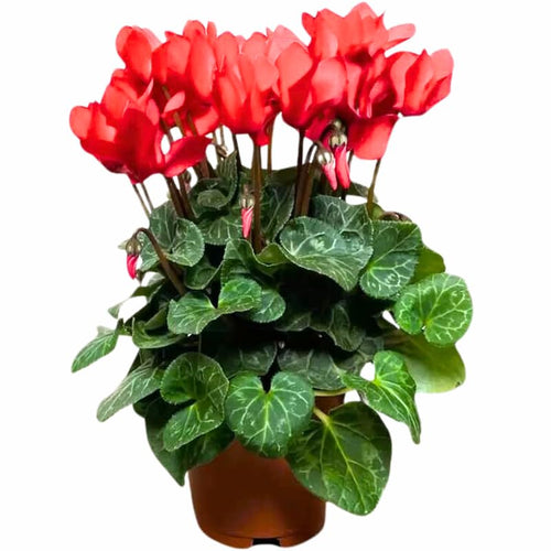 Cyclamen Live Plant in Pot, Hardy Cyclamen Plant Live Vibrant Blooms, in 4 Inc Pot, Indoor Flowering Houseplant for Year-Round Display