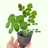 Outdoor Moringa Tree Live Plant, 6-8 Inc Malunggay Plants Live, Drumstick Tree Horseradish, Herb Moringa Plants for Planting in 4" Pot