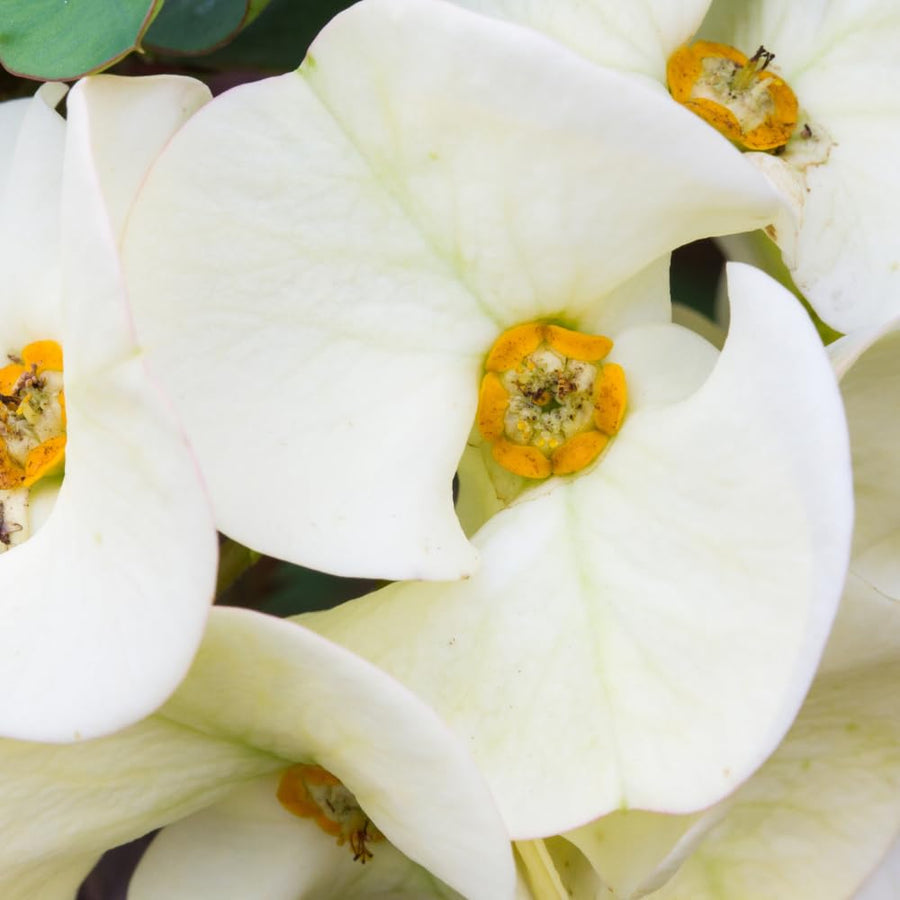 Euphorbia Milii Live Plant, Crown of Thorns Live Plant, Mix Flower Houseplant, 5-8 Inc Tall, Cold Hardy (White)