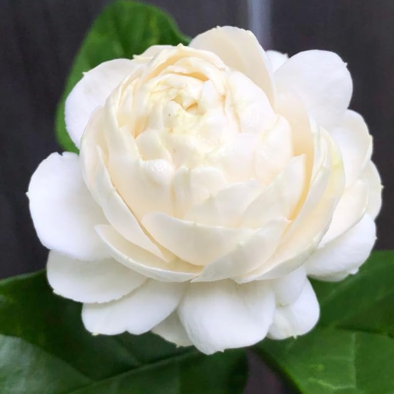 2 Jasmine Plants Live, Duke of Tuscany Jasmine Tree Live Plant Plugs Size, Fragrant White Flower, 2-3 Inches in Tall, No Pot, Fast-Growing