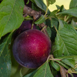 Wild Sweet Plum Trees Live Plant, 12-18" in Tall Established Roots, Cold Hardy, Live Wild Plum Trees, No CA, Bare Root and Dormant