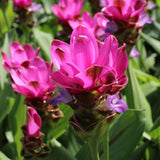 Pack 2 Curcuma Turmeric Ginger Plants Live 5 to 9 Inch Tall, Turmeric Live Plants, Ornamental Ginger Flowers