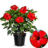 Red Hibiscus Plant Live, Hardy Hibiscus Flowers Colorful Blooms for Outdoor Landscapes, 8-10 Inch Height, Hibiscus Shrubs, No Pot, Well-Rooted