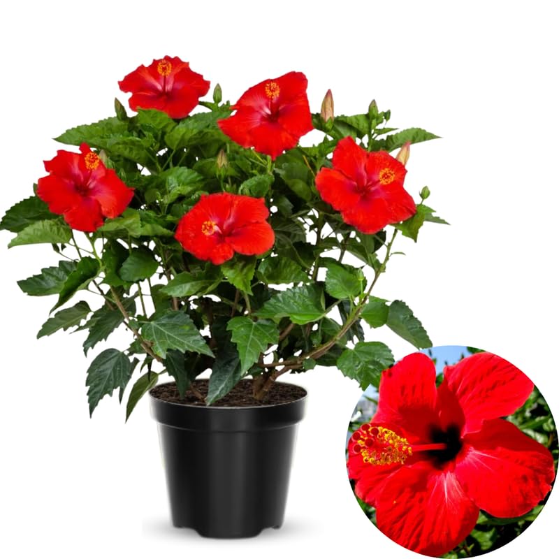 Red Hibiscus Plant Live, Hardy Hibiscus Flowers Colorful Blooms for Outdoor Landscapes, 8-10 Inch Height, Hibiscus Shrubs, No Pot, Well-Rooted