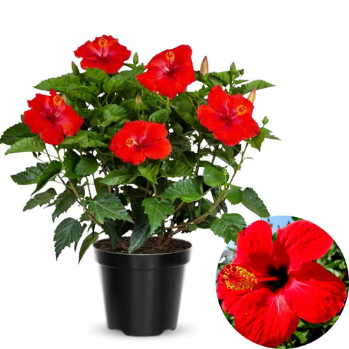 Red Hibiscus Plant Live, Hardy Hibiscus Flowers Colorful Blooms for Outdoor Landscapes, 8-10 Inch Height, Hibiscus Shrubs, No Pot, Well-Rooted