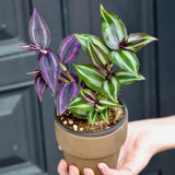 Set 6 Wandering Jew Plants, Mix Trandescantia Live Stems, Vibrant Foliage Indoor Houseplant 3-5 Inch Tall