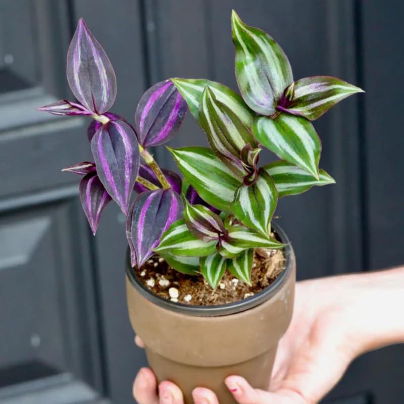 Set 6 Wandering Jew Plants, Mix Trandescantia Live Stems, Vibrant Foliage Indoor Houseplant 3-5 Inch Tall