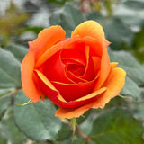 Orange Rose Plant Live for Indoor Outdoor Planting, About Rose Bush Live Plant Roses Shrub, Fragrant Rose Flowers Tree Plant