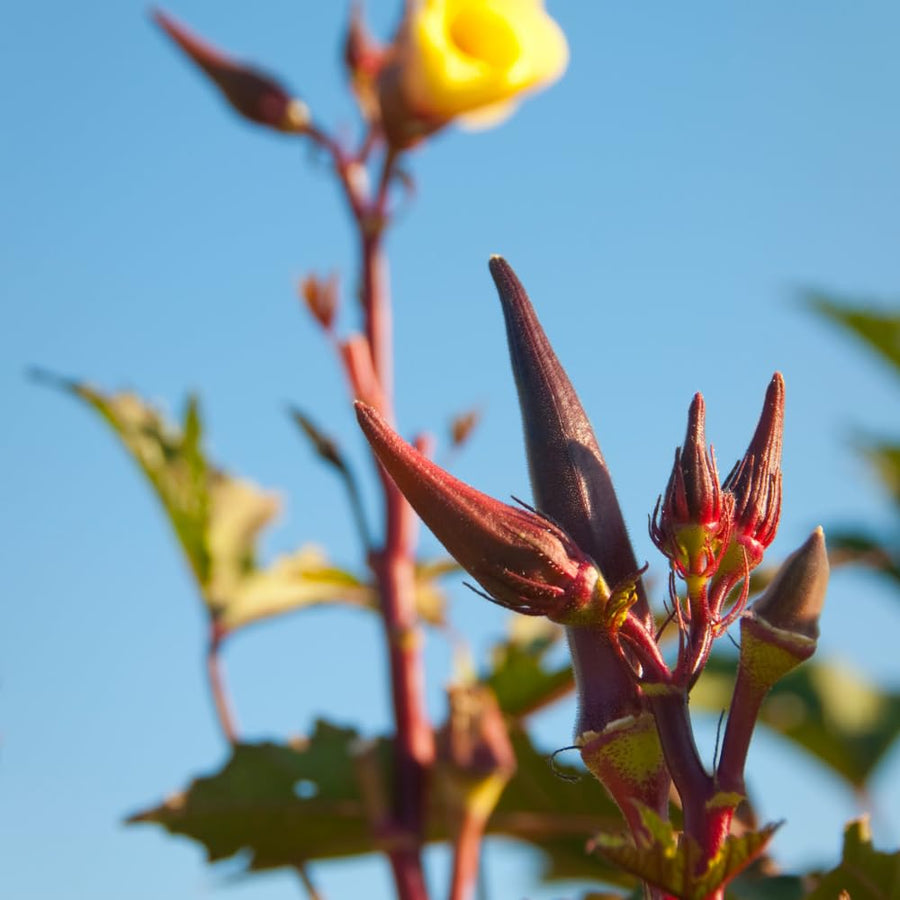 2 Red Okra Plants Live for Planting, Vegetable Plant, 4-8 Inches Tall, High Yield Garden Okra for Beds, Containers, Patio
