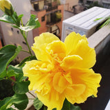 Hibiscus Flower Plant, Hibiscus Plants Live, Tropical Hibiscus Plant, Double Gold, Zone 10 to 12, Size 5 to 7 Inch Tall