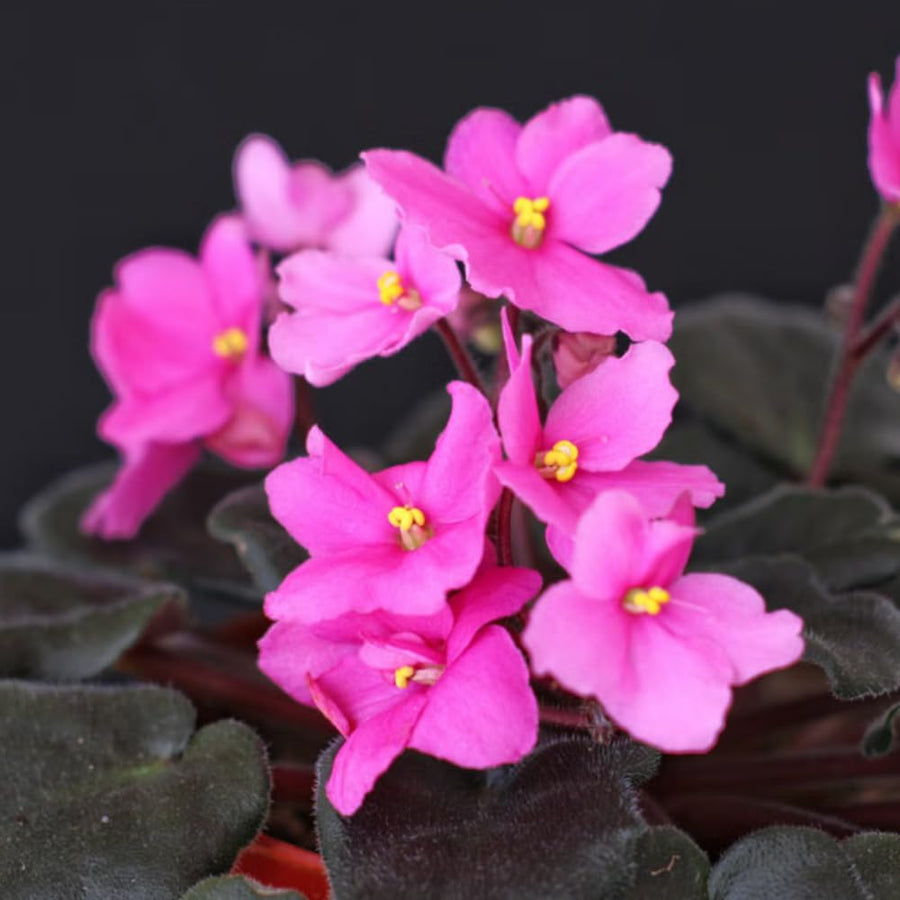 Light Pink African Violets Live Plant in 4" Pot, Starter African Violet for HouseplantIndoor Outdoor Home Decor