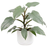 Set of 2 Live Silver Philodendron Plants in 4 Inch Pots, Tropical Indoor Houseplants with Variegated Foliage, Ready to Grow