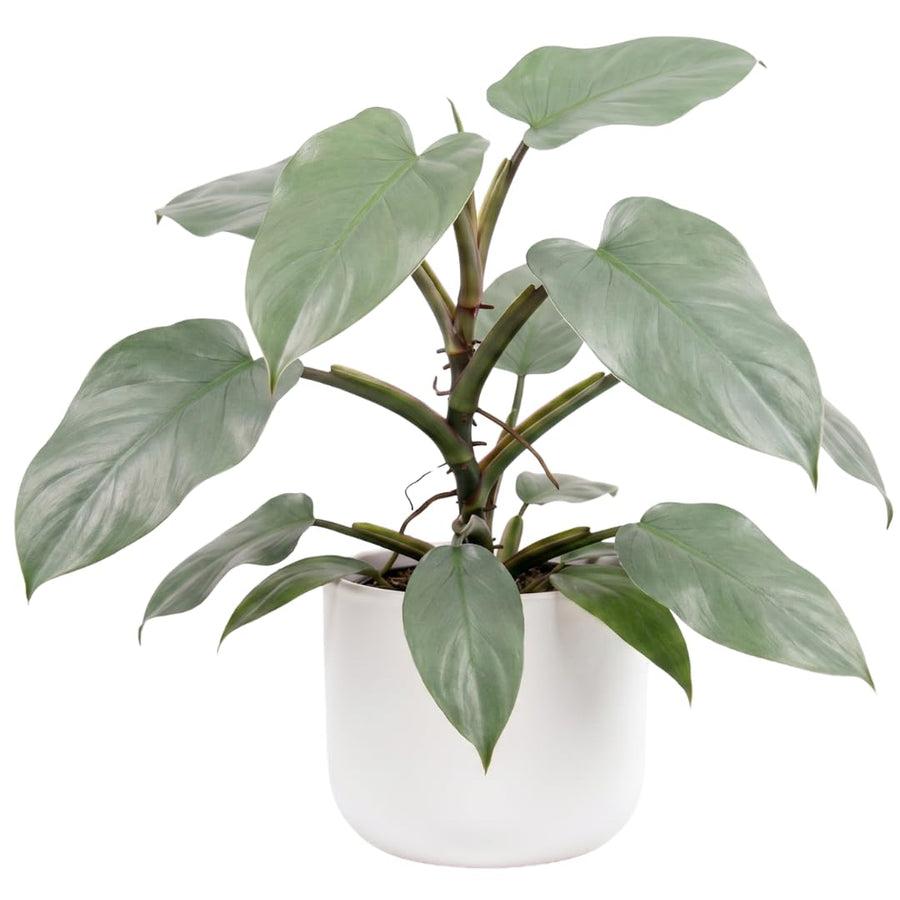 Set of 2 Live Silver Philodendron Plants in 4 Inch Pots, Tropical Indoor Houseplants with Variegated Foliage, Ready to Grow
