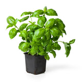 Sweet Basil Plants Live in 3 Inch Pot - Set 2 Pots, Live Basil Plant for Planting, Perennial Fragrant Herb Plant for Containers, Home Garden