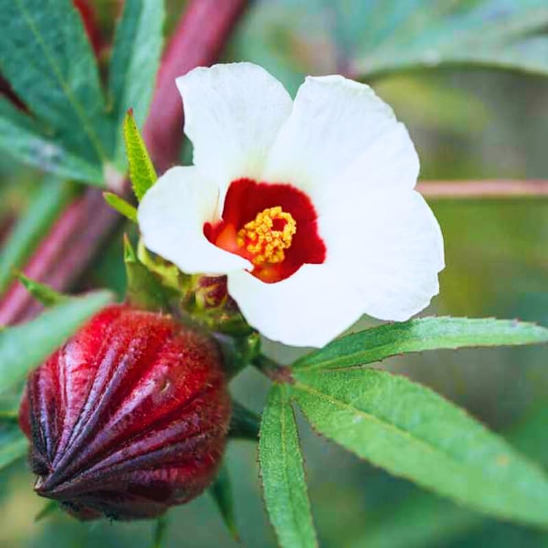 1 Roselle Sabdariffa Hibiscus Live Plant in 4 Inch Pot, Red Roselle Jamaican Seedling 6-8 Inch Tall, Red Hibiscus Flowers