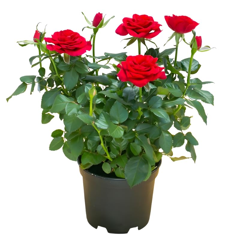 Red Mini Rose Plant Live, Miniature Rose Bush in 3" Pot, Indoor Outdoor Flowering Plant, Compact Live Rose for Gifts and Gardens