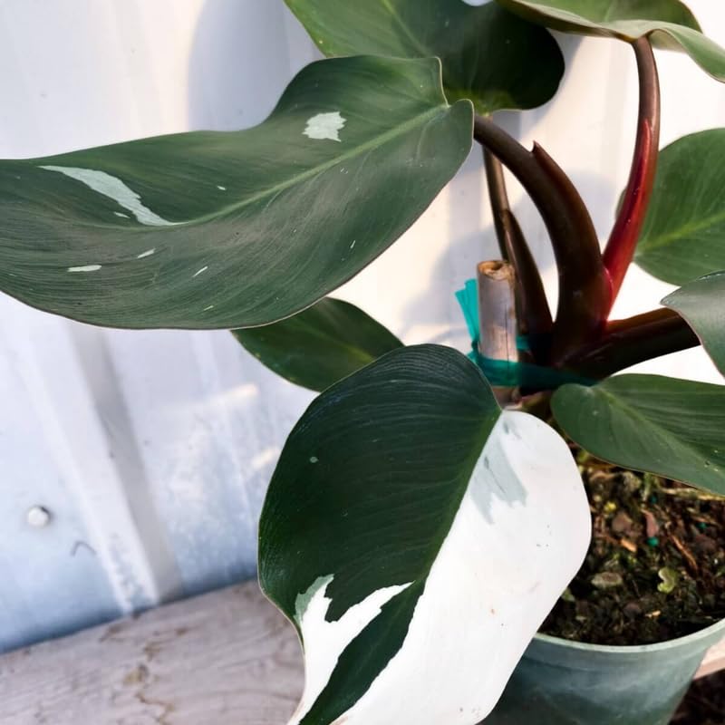 2 Rare Philodendron Live Plants Varieties Collection, Philodendrons Plants Size 5-9 Inc for Indoor Houseplant Décor, Ornamental Tropical Well-Rooted (White Green Philodendron Plants)