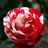 Fourth of July Climbing Roses Live Plants 7 Months Old, Rose Bushes Ready to Plant 5-9" Tall, Very Fragrant, Can Grow As Climber or Bush Tree or Trellises, Walls, Fences