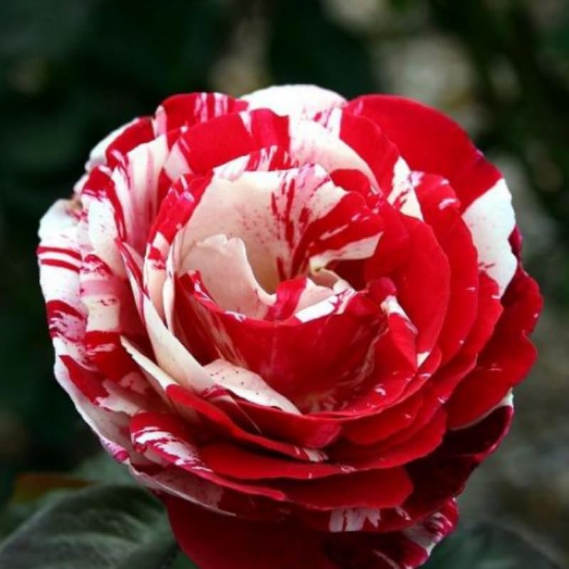 Fourth of July Climbing Roses Live Plants 7 Months Old, Rose Bushes Ready to Plant 5-9" Tall, Very Fragrant, Can Grow As Climber or Bush Tree or Trellises, Walls, Fences