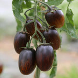 200 Vibrant Grape Tomato Plant Seeds, Tomato Plant Seeds for Gardening Outdoor