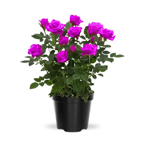 Miniature Rose Plant, Live 3.5” Potted Rose, Compact, Colorful Flowering Rose Bush for Indoor Outdoor Gardens (Magenta)