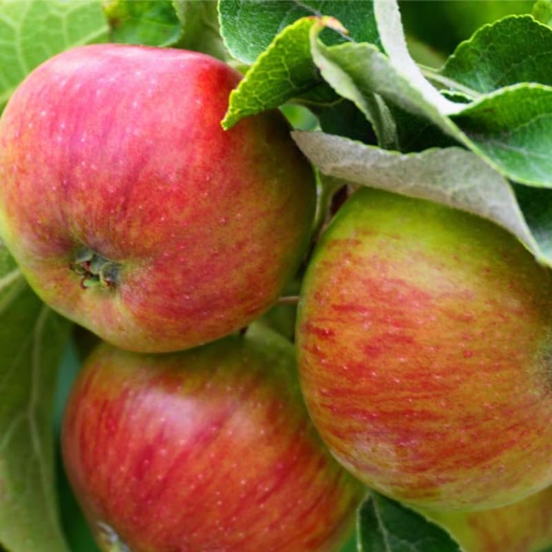 2-3 Ft Apple Tree Live Plant Bare Root, Live Apple Plant, Cold Hardy Fruit Plants for Home Garden Planting Spring (River)