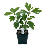 Sassafras Tree Live Plant in Quart Pot, 6-12" Tall Sassafras albidum Tree for Garden, Landscape, and Native Planting