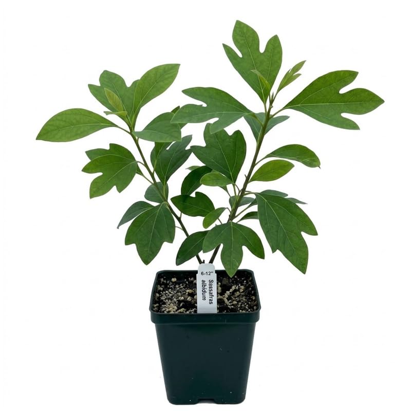 Sassafras Tree Live Plant in Quart Pot, 6-12" Tall Sassafras albidum Tree for Garden, Landscape, and Native Planting