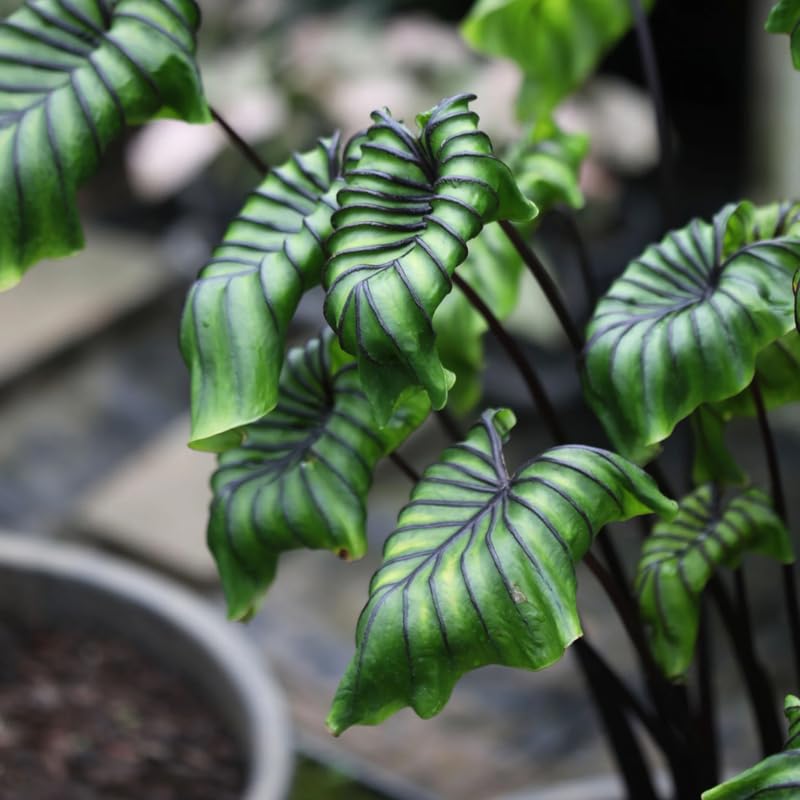 Alocasia Plant Live, Rare Elephant Ear Plant Indoor in 4 Inch Pot, Tropical Foliage, Compact Houseplant for Office, Room and Home Décor - Purple Black Vein