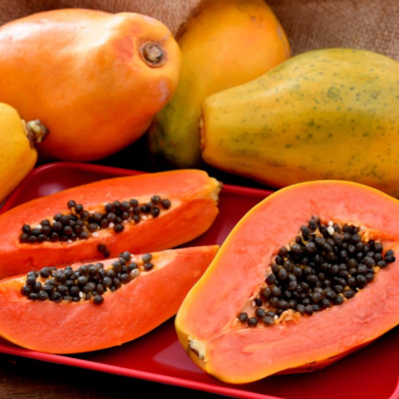 1 Papaya Plant Live Size 7-10" in 4in Pot, Perfect for Containers, Tropical Fruit for Small Spaces, No CA