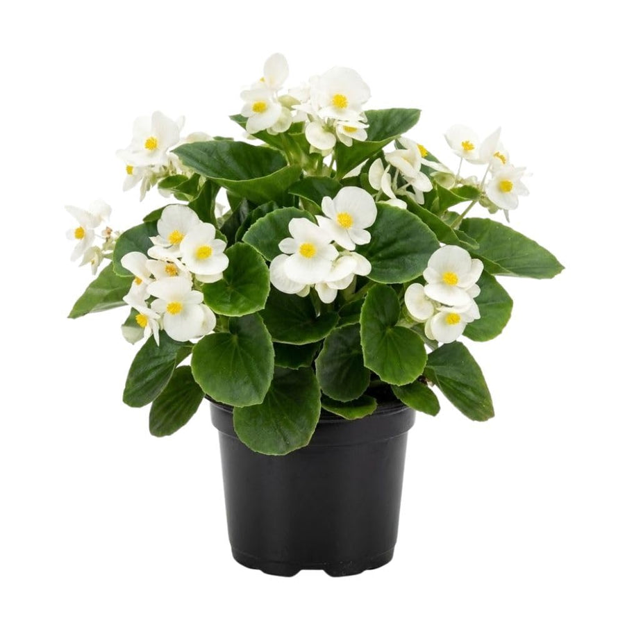White Begonia Live Plant, 3–6 Inch Tall, 4” Pot, Ornamental Foliage Begonia Plant, Colorful Indoor Houseplant for Home and Office Decor