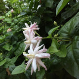 Tropical Double Jasmine Plant Live, Arabian Jasmine Flowering Vine Plant 4-9 Inch, Climbing Jasmines Well Rooted Houseplant Indoor Outdoor
