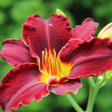3 Red Daylily Bulbs for Planting, Reblooming Daylilies Roots, Hardy Perennial Flowers Bulbs, Gardens and Borders Planting