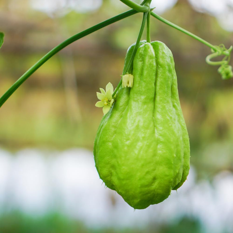 Chayote Squash Plant Live, Vegetable Live Plant, 5 Inc Pot, Green Chayote Squash Starter Plant