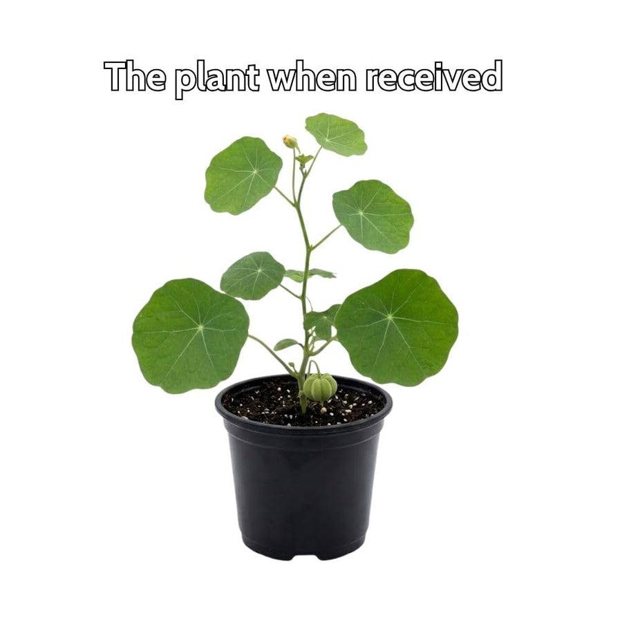 Nasturtium Plant, 4" Pot, Nasturtium Live Plants, Trailing Flower Vine Plants, Well Rooted
