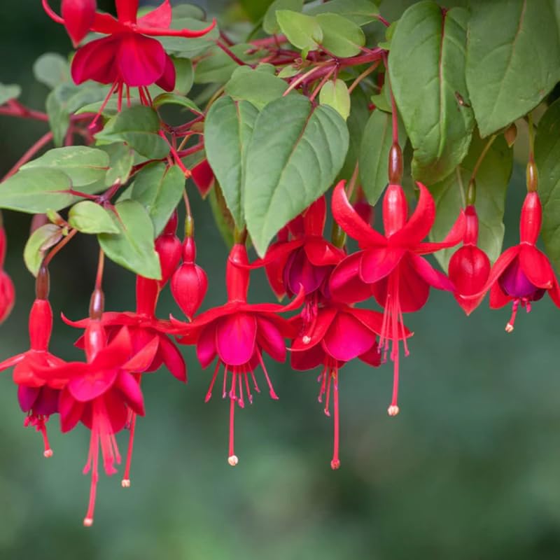 Red Fuchsia Plant Live in 5-Inch Pot, Hanging Basket Flower, Hardy Fuchsia Vine for Shade Gardens, USDA Zones 8-11