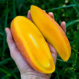 Sweet Mango Tree Live Plant, 2 Feet Tall, Hardy Mango Fruit Tree for Outdoor Planting, Yellow Orange Fruits