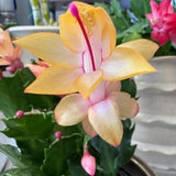 Yellow Christmas Cactus Plants Live, 4 to 6 Inch Tall Live Christmas Cactus Bare Roots, Perennial Well Rooted Flower Plants, Holiday Houseplant, No Pot