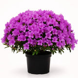 Azalea Plant in 4 Inch Pot, 8-10 Inch Tall, Azalea Bush Rhododendron Like Flowering Shrub with Vibrant Spring Blooms for Garden and Containers