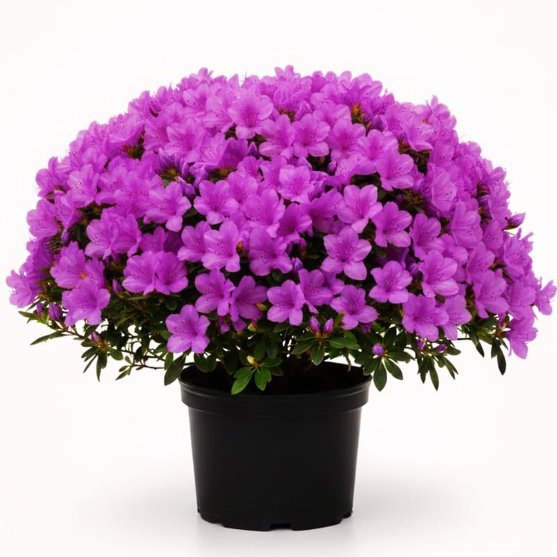 Azalea Plant in 4 Inch Pot, 8-10 Inch Tall, Azalea Bush Rhododendron Like Flowering Shrub with Vibrant Spring Blooms for Garden and Containers